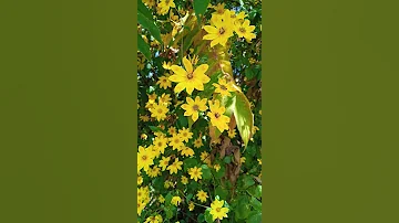 Adey Abeba Ethiopia Newyear 