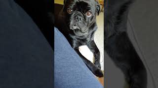 My Adorable Black Pug Toast by weliveinspired 93 views 4 years ago 1 minute, 11 seconds