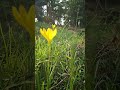 True calm is found with feet planted in the dirt #grass #nature #earth #green
