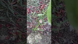 Peruk komprek khara heklaga dil lenli haobadasu 😝 #hilight #cooking #food #foodie #hilightseveryone