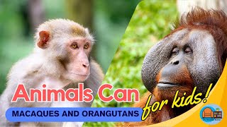 #animalfactsforkids Monkeys and Apes/Macaques and Orangutans