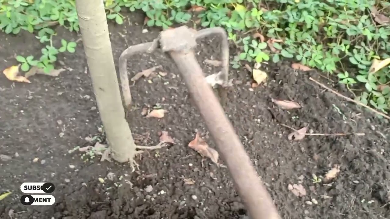 MANFAAT DOLOMIT DAN FURADAN PADA TANAMAN DURIAN ‼️Part 2 ‼️ Kebun Durian Tunglur