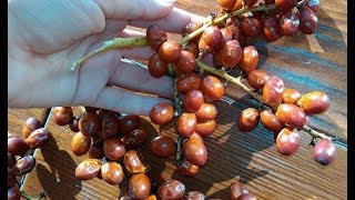 Пальма из семян. Что выросло? Пальма из семян. Что выросло?
