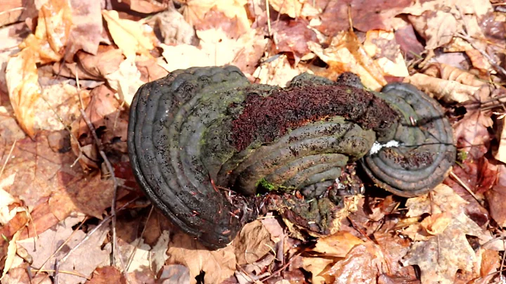 A Russell Swartz Nature find.