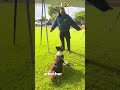 #k9 #police #dogcoach #policedogs #dogpolice