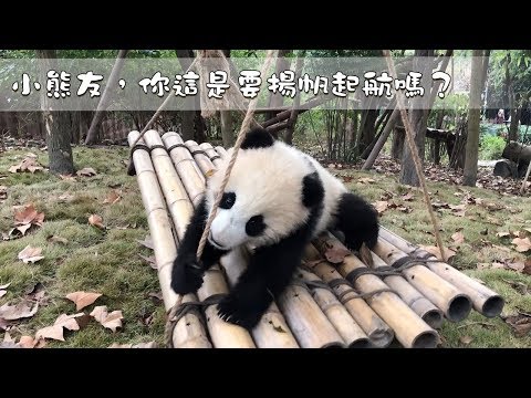 《熊貓早晚安》小熊友，你這是要揚帆起航嗎？| iPanda