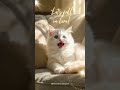 😹I Feel Like Falling in Love Today | Whispering Cat