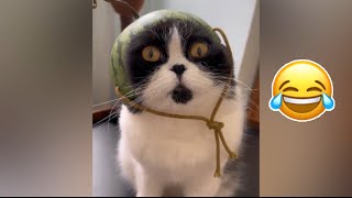 Funny Cats Video Compilation😹😹 Try not to Laugh 🤣