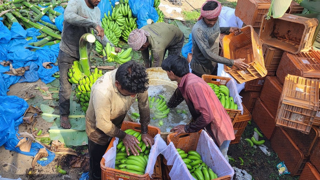 RJ_Deesa Export Quality Bananas Packing&Cutting Videos Indian All Fruit Packing | Premium_Quality