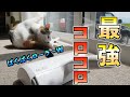 ペットの毛が面白いように取れるぱくぱくローラーWを買ってみた！【三毛猫ミュウ】