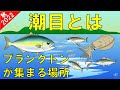 【潮目】魚の居場所が分かる!?プランクトンが集まる目印