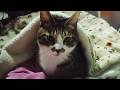 湯たんぽになってくれる猫ゴマちゃん【リキちゃんねる　猫動画】 キジトラ 猫のいる暮らし