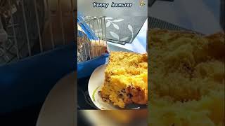 Funny hamster #hamster #funnyhamster #tiktok #funnytiktok