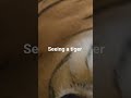 seeing a tiger!