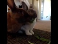 Funny animals - cute rubbit