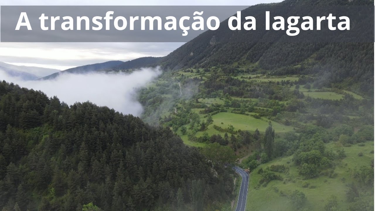 A transformação da lagarta - Momento Espírita