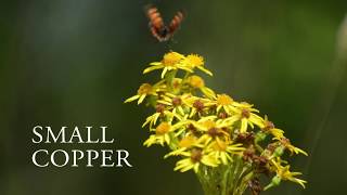 Small Copper Butterfly (Lycaena phlaeas)