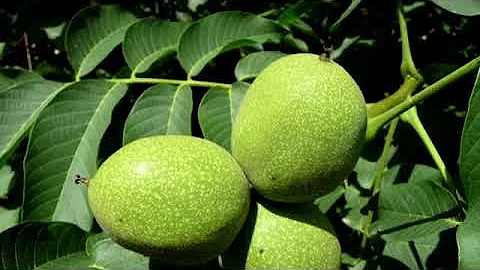 Quali sono le noci più buone?