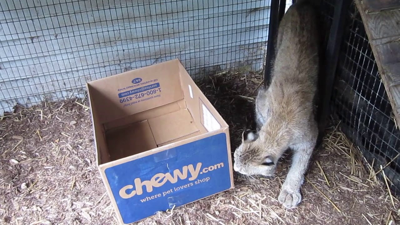 Max Canada Lynx Loves A Box Youtube