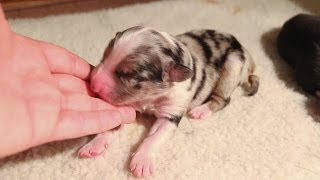 HawkXLark Puppies Born! by Keechak 1,529 views 9 years ago 7 minutes, 6 seconds