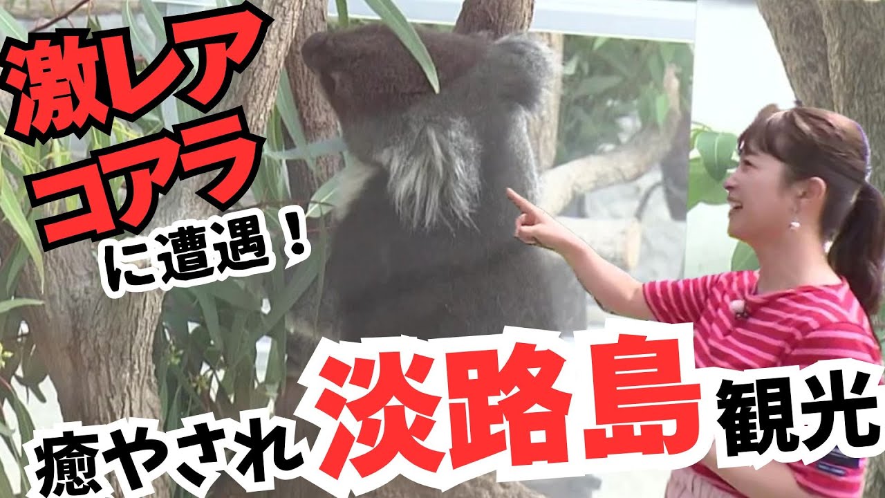 「Koala」A子 お願いします Encountering a super rare koala!] Only here in Japan! A relaxing