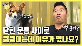 Is There a Reason My Dog Sniffs Through the Cracks of Closed Doors? | Kang Hyung-wook's Trivia Q&A