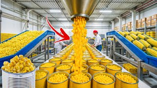 How Canned Corn Is Made In Factory | Canned Corn Factory Process