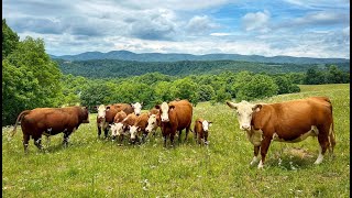 Herefords on the Homestead: city girl wrangles up the cattle