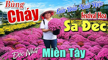 Bùng Cháy Cúc Mâm Xôi Hàn Quốc Màu Tím Độc Nhất Festival Hoa Sa Đéc Tết 2024 Được Săn Lùn Nhiều Nhất
