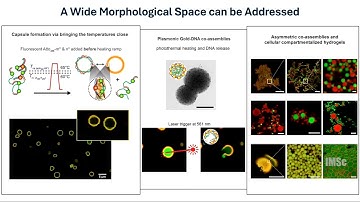 Sculpting Life inspired Soft Matter Systems by Harnessing Bio macromolecular Phase Separation