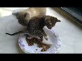 Adopted Kitten STARVES Sitting in Plate, Blocks Brother&#39;s Meal!