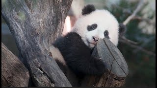 EP 12 My China Album: China-US Collaboration in Panda Conservation