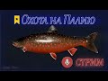 Охота на Палию, фарм на Архипелаге. Русская рыбалка 4 🎣 РР4