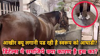 इस कारण से स्वरूप के आगे के पैरो मे आगाडी लगानी पड रही है। Colt Swaroop | Horse Hoof Information