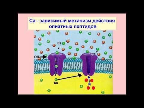 Физиология антиноцицептивной системы