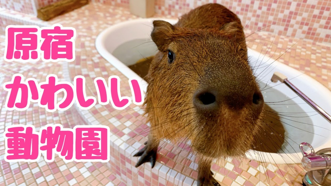 原宿かわいい動物園 Youtube