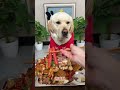 A Royal Feast: This Lucky Dog Eats Like a King! 🐶🍖😱 #shorts #viral #puppy