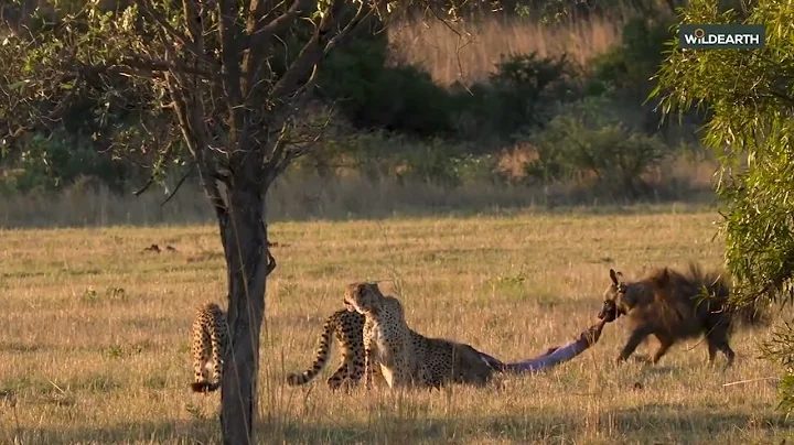 Cheetah vs hyena
