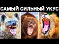 У Этих Животных Самый Сильный Укус на Земле