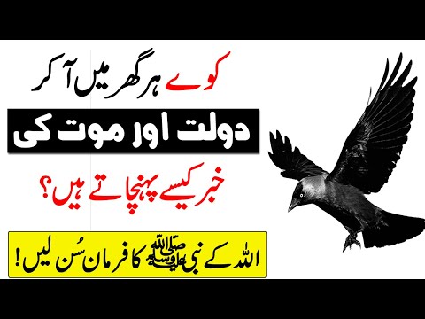 Kaway Zindagi Or Dolat Ka Ishara Dety Hain | The amazing history of the crow | Islamic Teacher