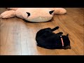 またWi-Fi断線したんだが