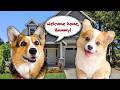 Corgi puppy meets his sister! GOTCHA DAY! | Hammy and Olivia