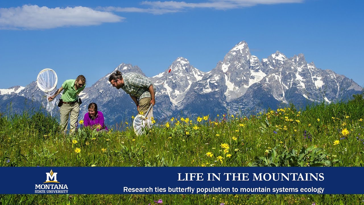 Montana State research ties butterfly population to mountain systems ecology