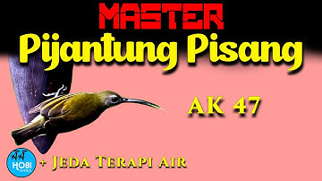 Master Pijantung Pisang + Jeda Terapi Air