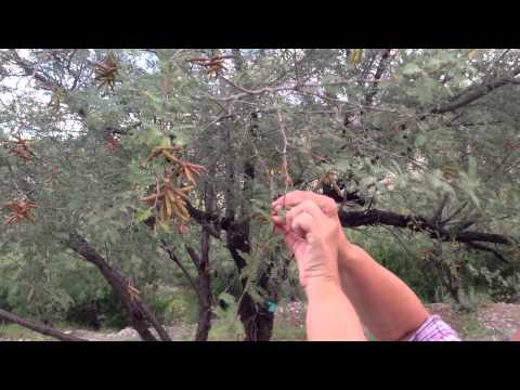 Medicinal Minute: Tornillo