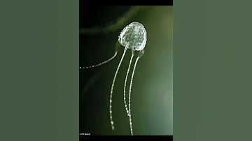 Ируканджи медуза