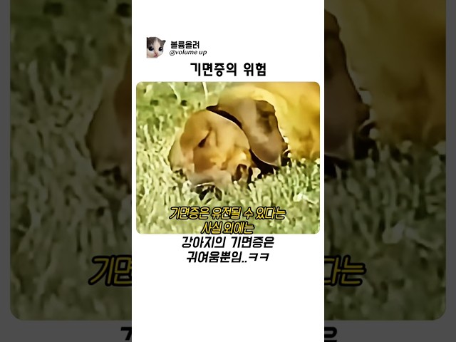 기면증을 앓는 강아지