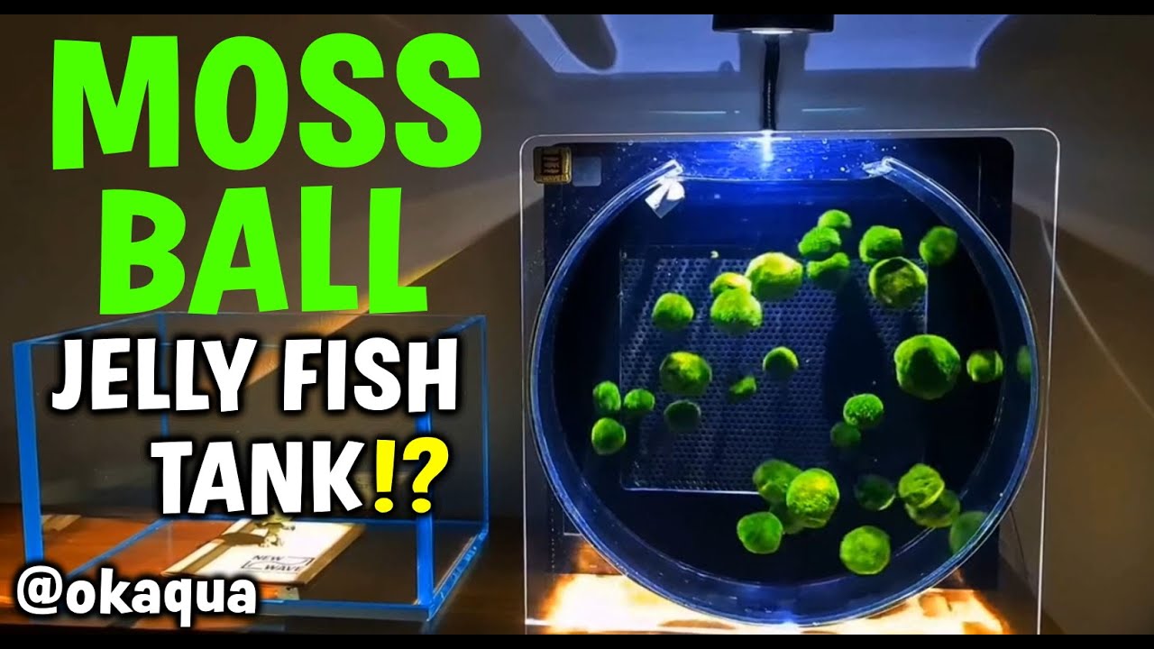 Can We Make An EPIC Moss Ball Jelly Fish Tank? 