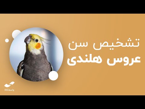 تصویری: ماگی چقدر عمر می کند؟