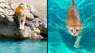 Download Lagu Ze vergaten dat ze een kat waren MP3 Download Lagu Ze vergaten dat ze een kat waren MP3